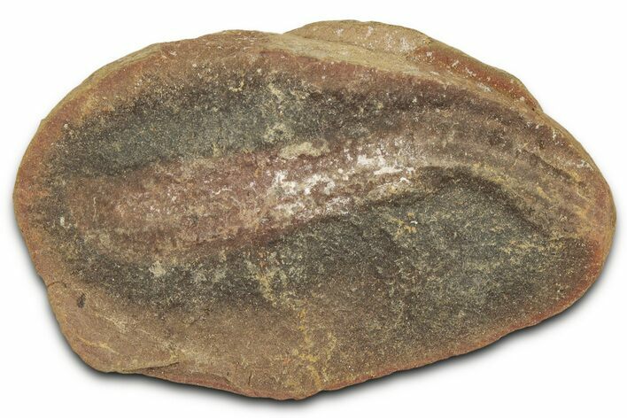 Pennsylvanian Worm Fossil - Mazon Creek #325929